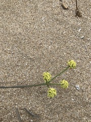 Taeniopetalum obtusifolium