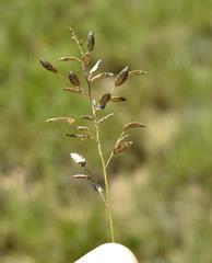 Eragrostis racemosa