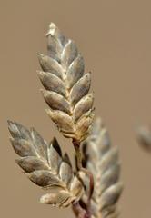 Eragrostis racemosa