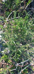 Asparagus striatus