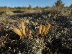 Clavaria argillacea