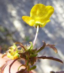 Hemimeris sabulosa