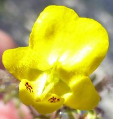Hemimeris sabulosa