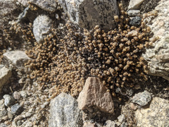 Selaginella eremophila