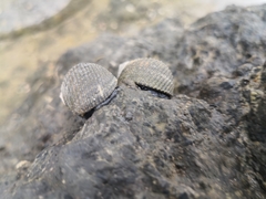 Nerita scabricosta