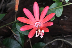 Passiflora glandulosa