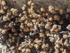 Selaginella eremophila