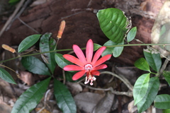 Passiflora glandulosa