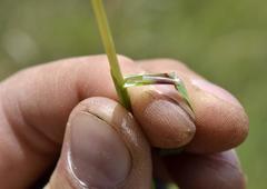 Trisetopsis imberbis