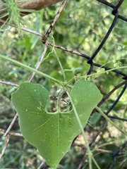 Echinopepon wrightii