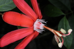 Passiflora glandulosa