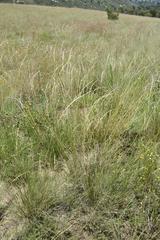 Trisetopsis imberbis