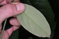 Passiflora glandulosa