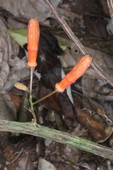 Passiflora glandulosa