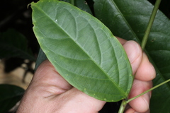 Passiflora glandulosa