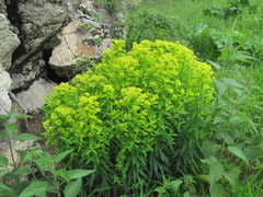 Euphorbia procera