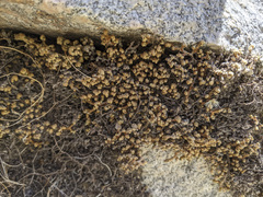 Selaginella eremophila