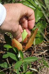 Passiflora coccinea