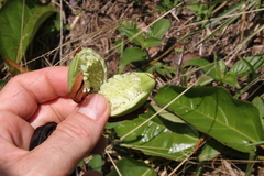 Passiflora coccinea
