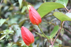 Passiflora coccinea