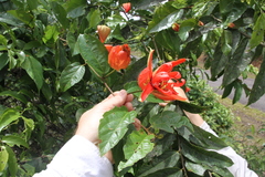 Passiflora coccinea
