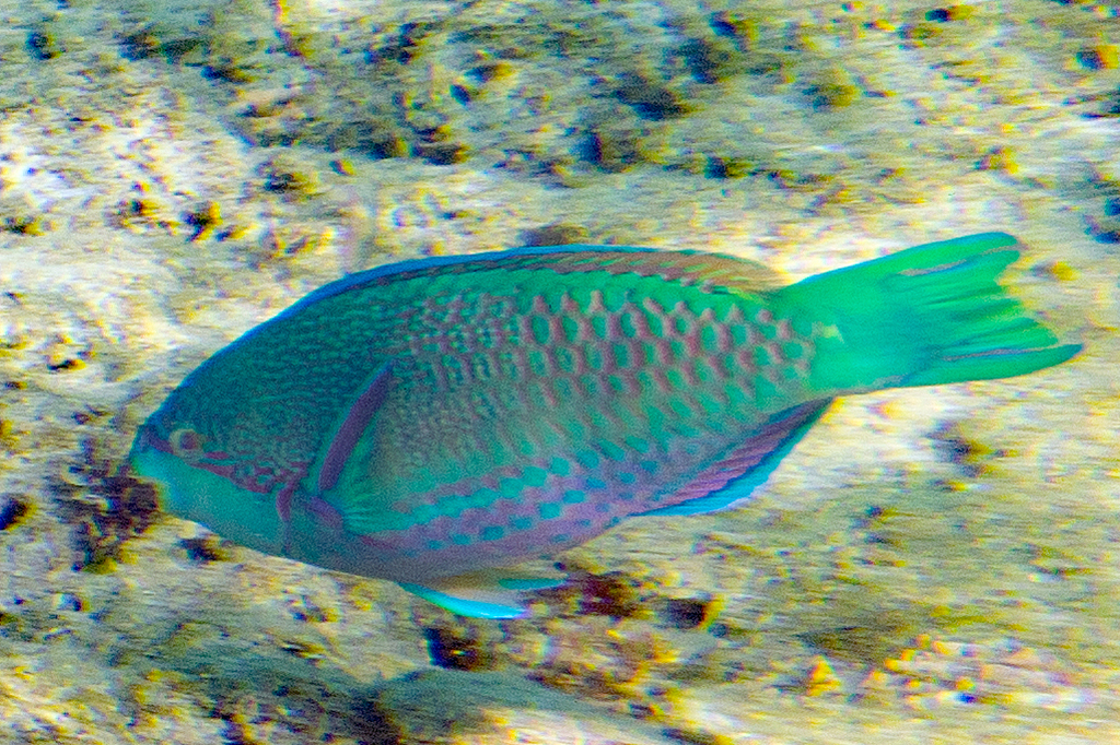 Globehead Parrotfish