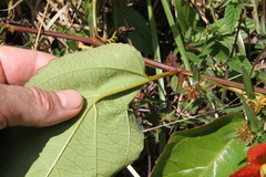 Passiflora coccinea