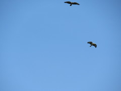Buteo buteo