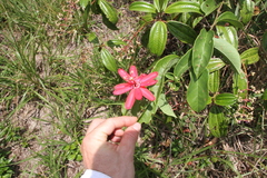 Passiflora glandulosa