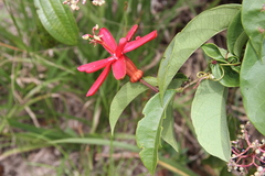 Passiflora glandulosa