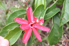 Passiflora glandulosa