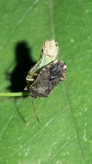 Althos