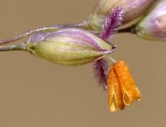 Panicum coloratum coloratum