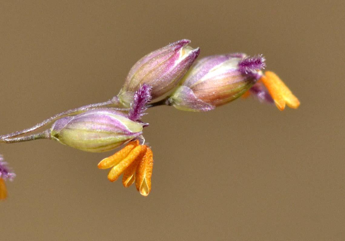 Panicum coloratum