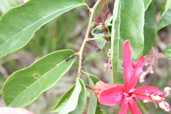 Passiflora glandulosa