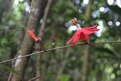 Passiflora glandulosa