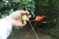 Passiflora coccinea