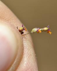 Panicum coloratum coloratum