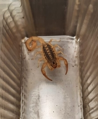 Centruroides vittatus