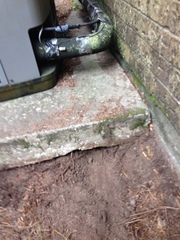 Micrurus tener tener