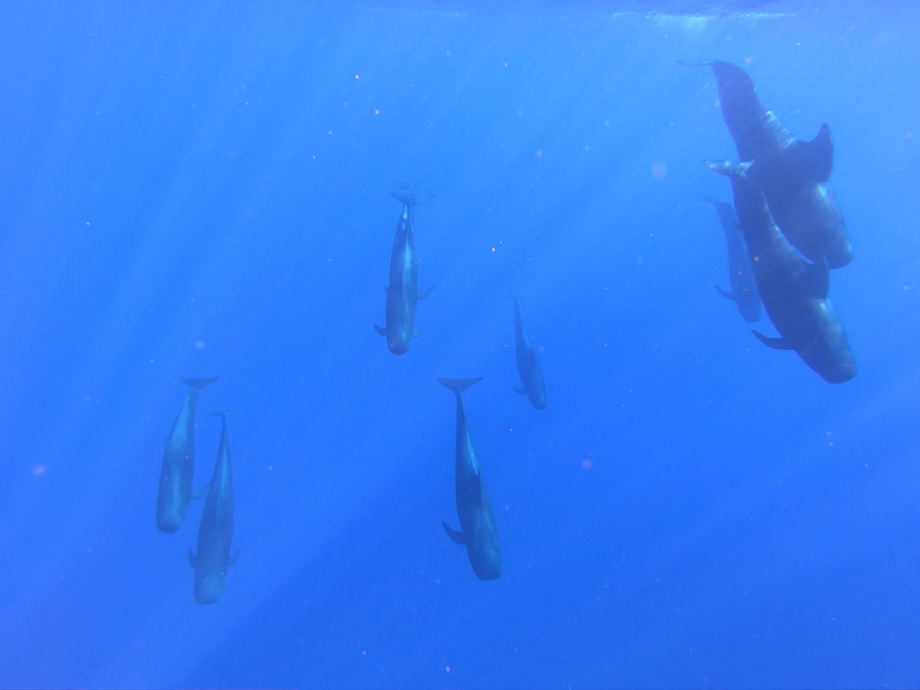 Photo of Short-finned pilot whale (Globicephala macrorhynchus)