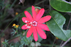 Passiflora glandulosa