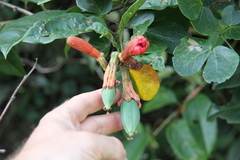 Passiflora glandulosa
