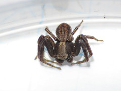 Xysticus apricus