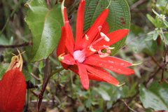 Passiflora coccinea