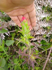 Castilleja arvensis