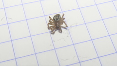 Steatoda nobilis