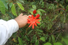 Passiflora coccinea