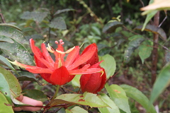 Passiflora coccinea