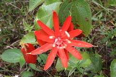 Passiflora coccinea